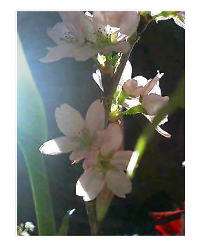 桃の花？
