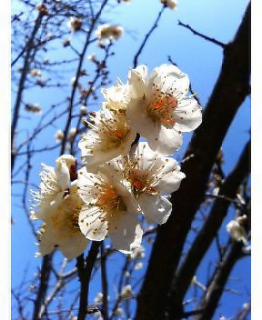今年も花の季節